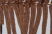 蘇鐵蕨藏品圖，第4張