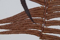 蘇鐵蕨藏品圖，第5張