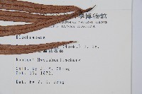 蘇鐵蕨藏品圖，第2張