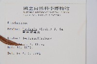 蘇鐵蕨藏品圖，第2張