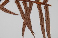 蘇鐵蕨藏品圖，第3張