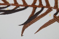 蘇鐵蕨藏品圖，第4張