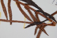 蘇鐵蕨藏品圖，第5張