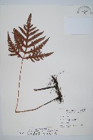 裂羽崇澍蕨藏品圖，第1張