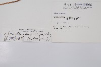 裂羽崇澍蕨藏品圖，第2張