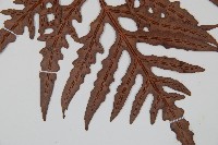 裂羽崇澍蕨藏品圖，第3張