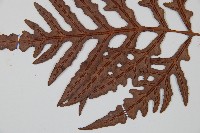 裂羽崇澍蕨藏品圖，第4張