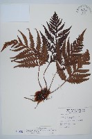 臺灣狗脊蕨藏品圖，第1張