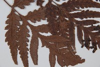 臺灣狗脊蕨藏品圖，第3張