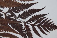 臺灣狗脊蕨藏品圖，第4張