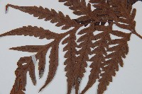 臺灣狗脊蕨藏品圖，第5張