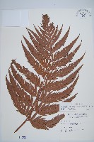 臺灣狗脊蕨藏品圖，第1張