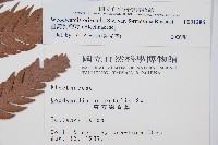 臺灣狗脊蕨藏品圖，第2張
