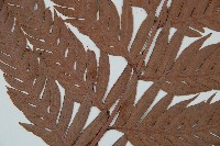 臺灣狗脊蕨藏品圖，第3張