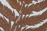 臺灣狗脊蕨藏品圖，第4張