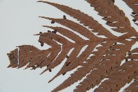 臺灣狗脊蕨藏品圖，第5張