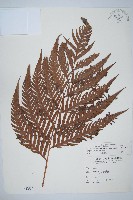 臺灣狗脊蕨藏品圖，第1張