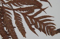 臺灣狗脊蕨藏品圖，第3張