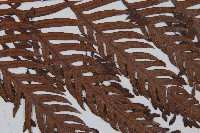 臺灣狗脊蕨藏品圖，第4張