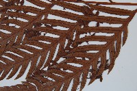 臺灣狗脊蕨藏品圖，第5張