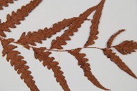 生芽狗脊蕨、頂芽狗脊蕨藏品圖，第5張