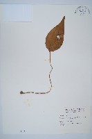 燕尾蕨藏品圖，第1張