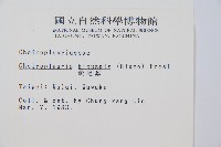 燕尾蕨藏品圖，第2張