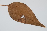 燕尾蕨藏品圖，第3張