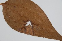 燕尾蕨藏品圖，第4張