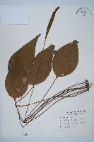 燕尾蕨藏品圖，第1張