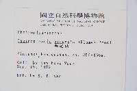 燕尾蕨藏品圖，第5張