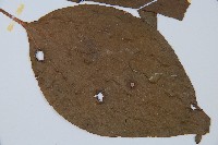 燕尾蕨藏品圖，第6張