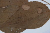 燕尾蕨藏品圖，第8張