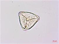 燕尾蕨藏品圖，第2張