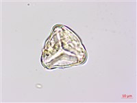 燕尾蕨藏品圖，第3張