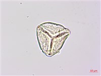 燕尾蕨藏品圖，第4張