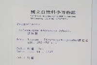 連珠蕨藏品圖，第2張