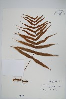 肢節蕨藏品圖，第1張