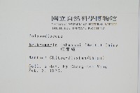 肢節蕨藏品圖，第2張