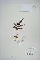 肢節蕨藏品圖，第1張