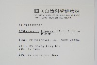 肢節蕨藏品圖，第2張