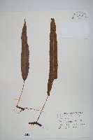 恩氏茀蕨藏品圖，第1張