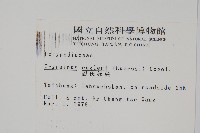 恩氏茀蕨藏品圖，第2張