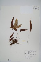 三葉茀蕨藏品圖，第1張