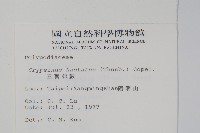 三葉茀蕨藏品圖，第2張