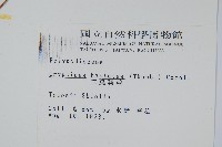 三葉茀蕨藏品圖，第2張