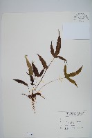 三葉茀蕨藏品圖，第1張