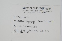 三葉茀蕨藏品圖，第2張