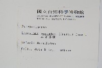 三葉茀蕨藏品圖，第2張