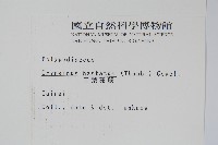 三葉茀蕨藏品圖，第2張